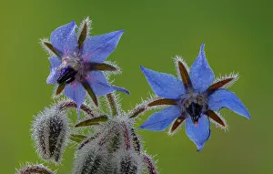 Stacked: Borage, Borago officinalis, in flower with morning