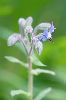 Borage: Borage, Borago officinalis, One open blue flower