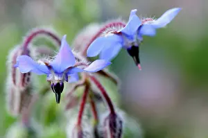 Borage: Borage, Borago offinalis, Close up of two blue coloured flow