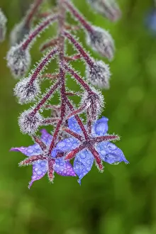 Borage: Borage - Floewr in Dew - UK