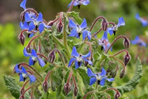 Borage: Borage - in flower