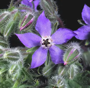 Borage: Borage flower