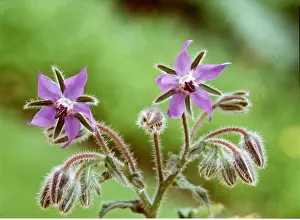 Borage: BORAGE - purple flowers