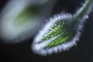 Borage: Borage seed head and dew - Norfolk UK