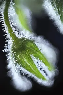 Borage: Borage seed head and dew - Norfolk UK