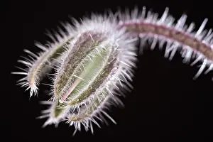 Borage: Borage seed head, Norfolk UK