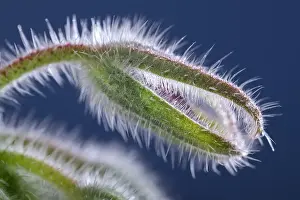 Germinating: Borage seed head, Norfolk UK