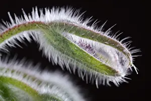 Opening: Borage seed head, Norfolk UK