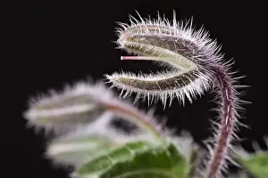 Opening: Borage seed head, Norfolk UK