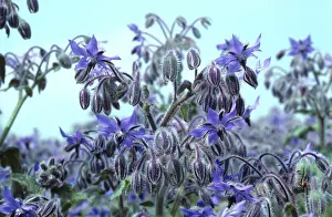 Acid: Borage or Starflower crop