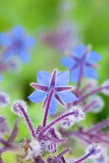 Borage: Borage - summer