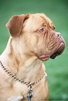 Ugly: Bordeaux / Dogue de Bordeaux / French Mastiff DOG