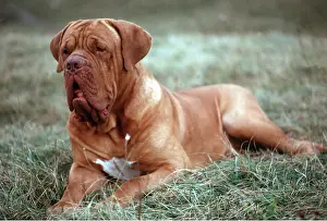 Mastiffs: Bordeaux / Dogue de Bordeaux / French Mastiff DOG - lying