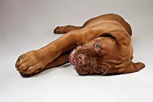 Completely: Bordeaux Mastiff or French Mastiff puppy lying on