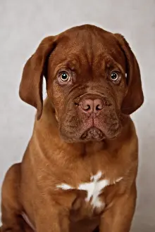 Bordeaux: Bordeaux Mastiff or French Mastiff puppy, portrait