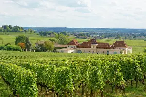 Grapevines: Bordeaux vineyard and Chateau Angelus, Saint-&, xc9;milion