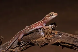 Beaked: Borded beaked Gecko (Rhynchoedura angusta) - Mungo