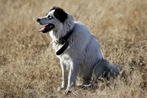 Ranches: Border collie