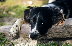 Gazing: Border Collie
