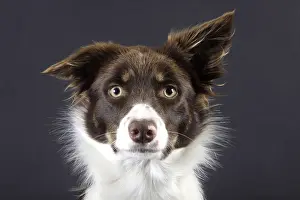 Studio Background: Border Collie