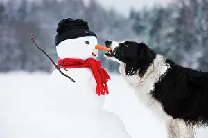 Snowman: Border Collie, black and white, biting carrot nose