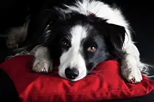Snouts: Border Collie, black and white, lying on a red cushion
