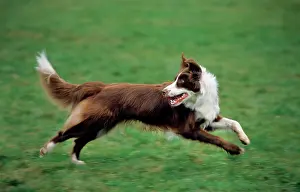 Backwards: Border Collie brown running in garden looking backwards