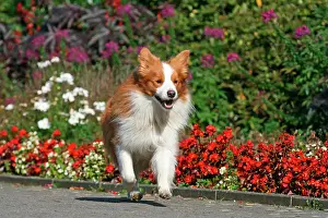 Pavement: Border Collie, brown-white, running on a pavement