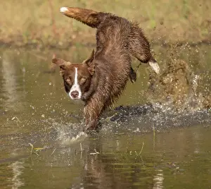 Familiaris: border collie, Canis familiaris, playing in water, Maryland