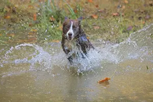 180222: border collie, Canis lupus familiaris, playing in water, Mar