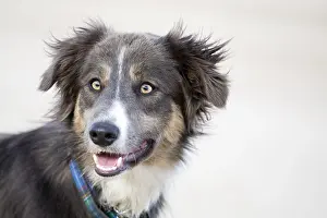 300119: Border Collie Cross - Norfolk UK