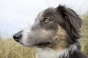 300119: Border Collie Cross - Norfolk UK