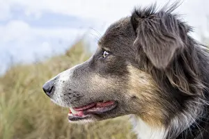 300119: Border Collie Cross - Norfolk UK