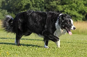 Molossoid: Border Collie is a dog breed France