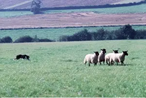 Herding: BORDER COLLIE DOG - herding sheep