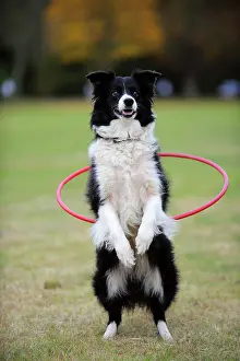 Hoop: Border collie Dog - with hoola hoop