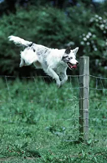 Sheepdogs: BORDER COLLIE DOG - leaping fence