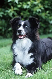 Strange: BORDER COLLIE DOG - lying in garden. Different coloured