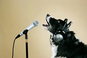 Microphone: Border Collie Dog - with microphone & head phones