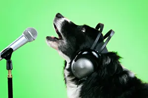 Microphone: Border Collie Dog - with microphone & head phones