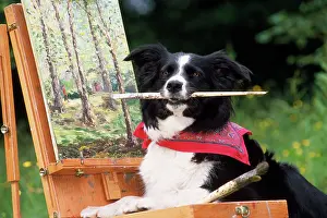 Easel: Border COLLIE DOG - at painting easel