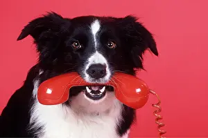 Phone: BORDER COLLIE DOG WITH PHONE