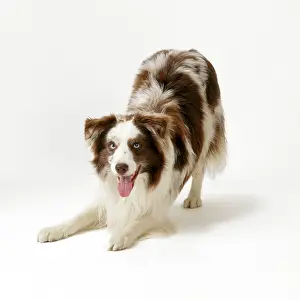Bowing: Border Collie Dog - play bow