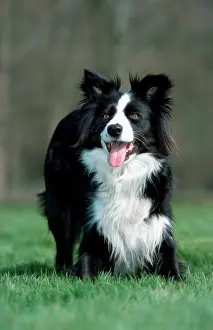 Bowing: Border collie DOG - playing in garden