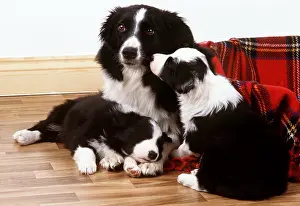 Sheepdogs: Border Collie DOG - with puppies