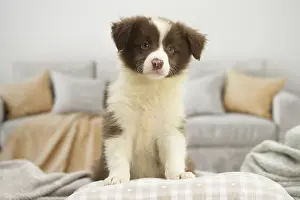 Patches: Border Collie Dog, puppy