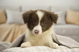Patches: Border Collie Dog, puppy