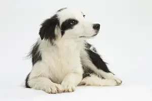Patches: Border Collie Dog, puppy