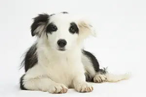 Patches: Border Collie Dog, puppy