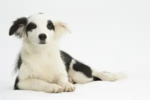 Patches: Border Collie Dog, puppy
